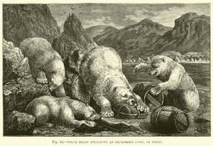 Ours polaires attaquant une cache ou un dépôt d