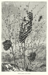 Polistes gallica et Nids