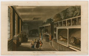 Ménagerie royale de Polito, Exeter Change, Strand - English School