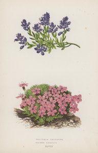 Polygala Calcarea; Silene Acaulis