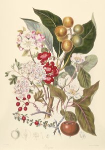 Pomaceae, la tribu des pommes