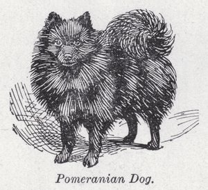Chien poméranien - English School