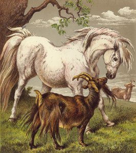 Poney et chèvres - English School