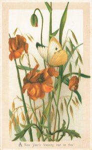 Coquelicots et papillon, Carte de Nouvel An - English School