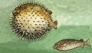 Poisson porc-épic