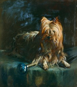 Portrait de Jim; un Yorkshire Terrier