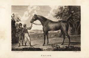 Portrait du célèbre coureur pur-sang Escape avec jockey et entraîneur - English School