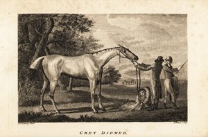 Portrait du cheval de course Grey Diomed avec jockey et palefreniers - English School