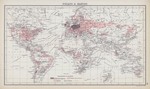 Pomme de terre et manioc - English School