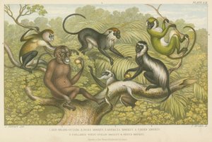 Primates