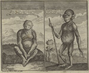 Primates d