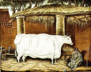 Boeuf primitif