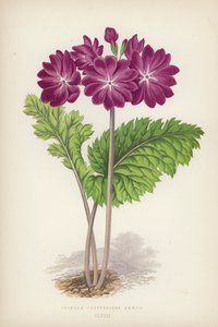Primevère Cortusoides Amoena (lithographie en couleur) - English School
