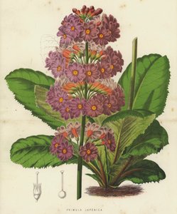Primula Japonica