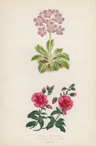 Primula Marginata; Helianthemum Roseum