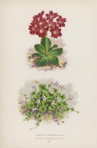 Primula Pedemontana; Linaria Hepaticaefolia