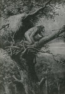 Probablement arboricole - English School
