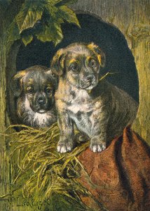 Chiots, première apparition