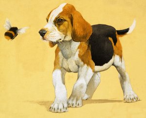 Chiot