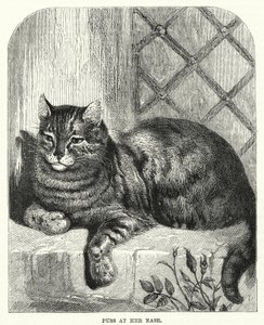 Le chat à son aise