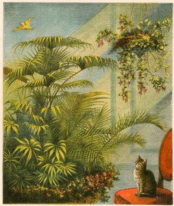 Pussy et Dicky, Chat et Canari