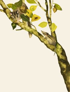 Musaraignes pygmées