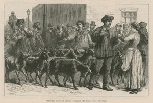 Chèvres Pyrénéennes à Londres