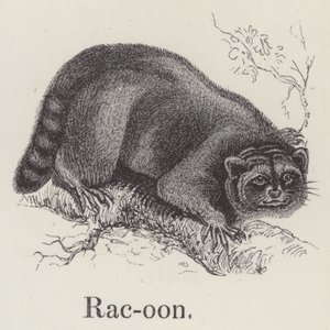 Raton laveur - English School