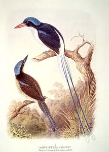 Martin-pêcheur à queue de raquette, fol. 12 Vol III, du 