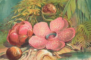 Rafflesia Arnoldii, fleur géante des forêts tropicales de Sumatra