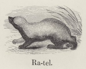 Ratel (gravure)