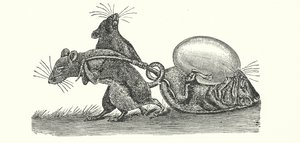 Rats rapportant un œuf à la maison (gravure) - English School