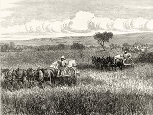 Moisson à South Adelaide, c.1880, de 