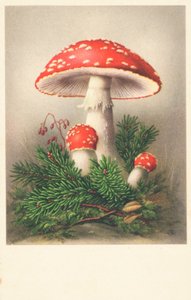Champignons à chapeau rouge - English School