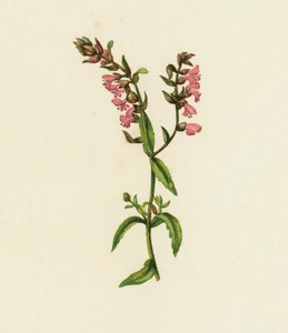 Bartsie rouge, Bartsia Odontites