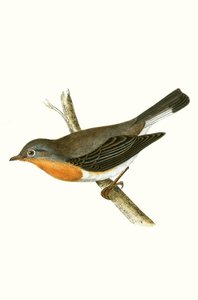 Gobe-mouche à poitrine rouge, illustration de 