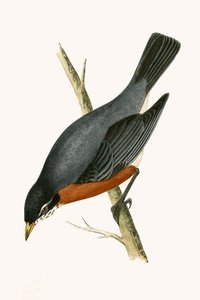Grive à poitrine rouge, illustration de 