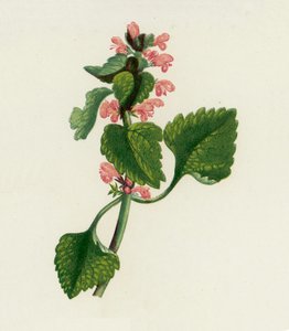 Lamier Pourpre, Lamium Purpureum