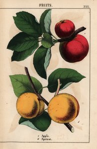 Pommes rouges et abricots, de 