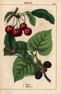 Cerises rouges et mûres, de "The Instructive Picturebook, or Lessons from the Vegetable World," [Charlotte Mary Yonge], Édimbourg