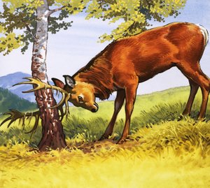 Cerf rouge nettoyant ses bois