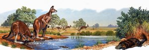 Kangourou rouge et ornithorynque - English School
