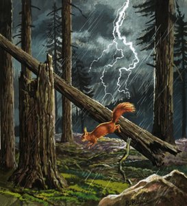 Écureuil roux dans une tempête