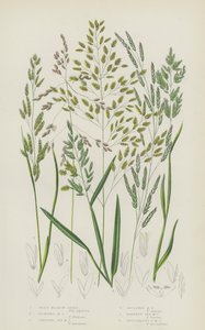 Herbe de prairie à roseaux, herbe de prairie flottante, herbe de prairie rampante, herbe de prairie réfléchie... (lithographie en couleur) - English School
