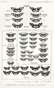 Ressemblances chez les lépidoptères américains tropicaux, illustration de The Hope Reports, Vol. II, 1897-1900, édité par Edward B. Poulton, Oxford, 1901 - English School