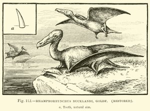 Rhamphorhynchus Bucklandi, Goldf, restauré - English School