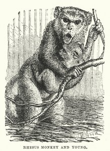 Singe rhésus et son petit - English School