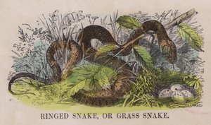 Serpent annele ou couleuvre - English School