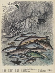 Poissons de rivière