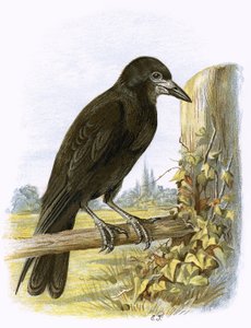 Corbeau
